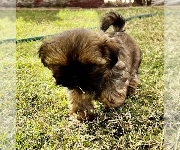 Medium Photo #1 Shih Tzu Puppy For Sale in MESA, AZ, USA