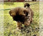 Small Photo #1 Shih Tzu Puppy For Sale in MESA, AZ, USA
