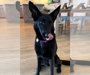 German Shepherd Dog Dogs for adoption in Modesto, CA, USA