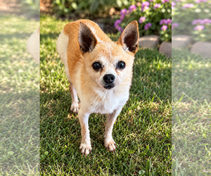 Chihuahua Dogs for adoption in San Diego, CA, USA