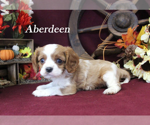 Cavalier King Charles Spaniel Puppy for sale in CHANUTE, KS, USA