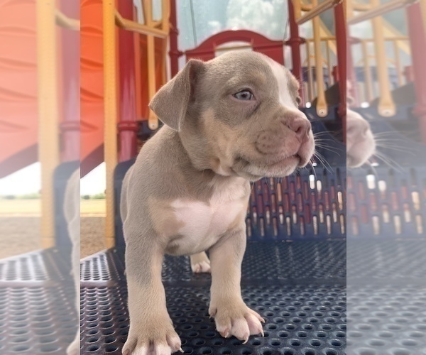 Medium Photo #4 American Bully Puppy For Sale in ARLINGTON, TX, USA