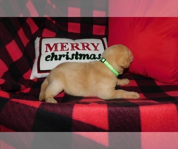 Medium Photo #6 Labrador Retriever Puppy For Sale in NEENAH, WI, USA