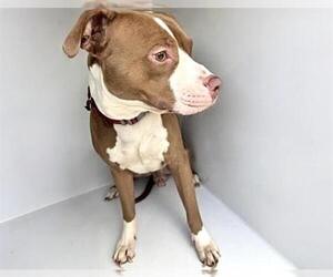 Mutt Dogs for adoption in Houston, TX, USA