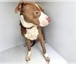 HITCH - Male Mutt Dog for Adoption - Small photo