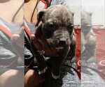 Puppy 1 American Pit Bull Terrier-Boerboel Mix