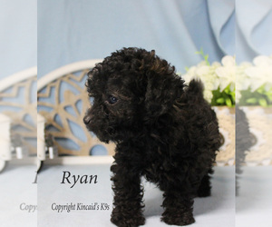 Poodle (Toy) Puppy for sale in CHANUTE, KS, USA
