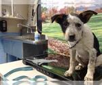 Small Mutt