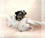 Small #5 Morkie