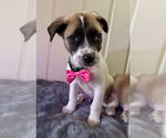Small Labrador Retriever