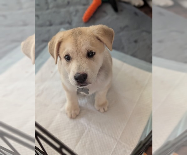 Medium Photo #2 Siberian Husky Puppy For Sale in Holly Springs, NC, USA