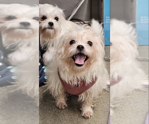 Medium Photo #2 ShiChi Puppy For Sale in Olalla, WA, USA