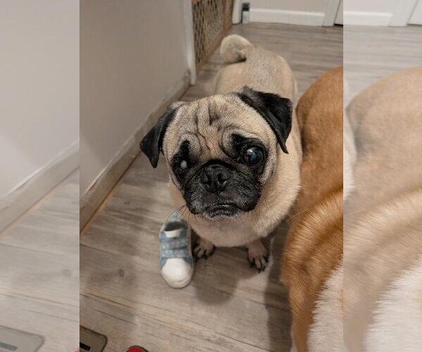 Medium Photo #6 Pug Puppy For Sale in Indianapolis, IN, USA