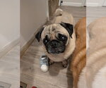 Small #5 Pug