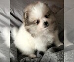 Small Pomeranian