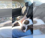 Small #3 American Pit Bull Terrier