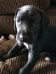 Small Photo #6 Great Dane Puppy For Sale in CLOVIS, CA, USA