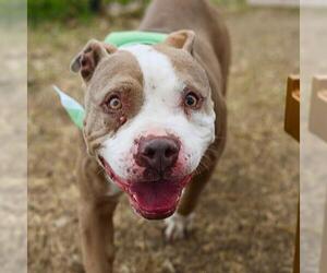 American Staffordshire Terrier-Unknown Mix Dogs for adoption in San Antonio, TX, USA