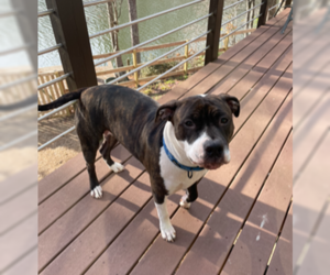 American Pit Bull Terrier-Unknown Mix Dogs for adoption in Rockaway, NJ, USA