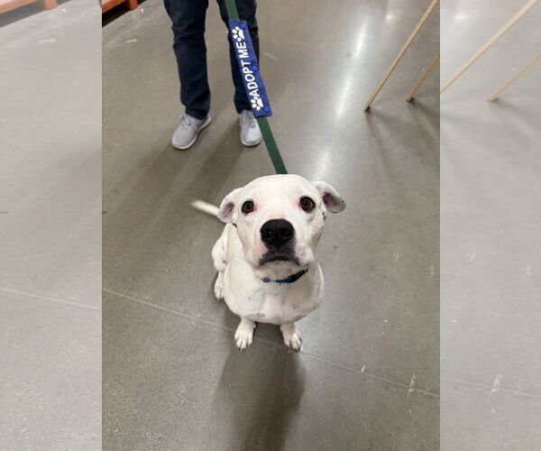 Medium Photo #12 American Bulldog-Unknown Mix Puppy For Sale in St. Louis Park, MN, USA