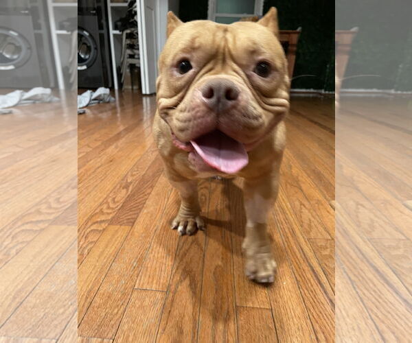 Medium Photo #1 American Staffordshire Terrier-Unknown Mix Puppy For Sale in Derwood, MD, USA