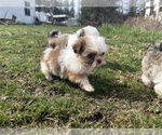 Small Photo #18 Shih Tzu Puppy For Sale in VENETA, OR, USA