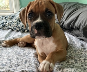 Boxer Puppy for sale in DAYTONA BEACH, FL, USA