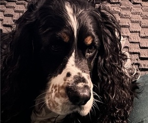Father of the English Springer Spaniel puppies born on 01/24/2025