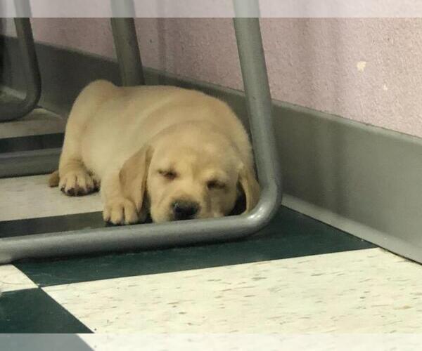 Medium Photo #18 Labrador Retriever Puppy For Sale in WILSONVILLE, OR, USA