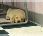 Small Photo #18 Labrador Retriever Puppy For Sale in WILSONVILLE, OR, USA