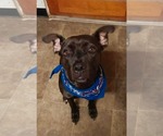 Small American Pit Bull Terrier Mix