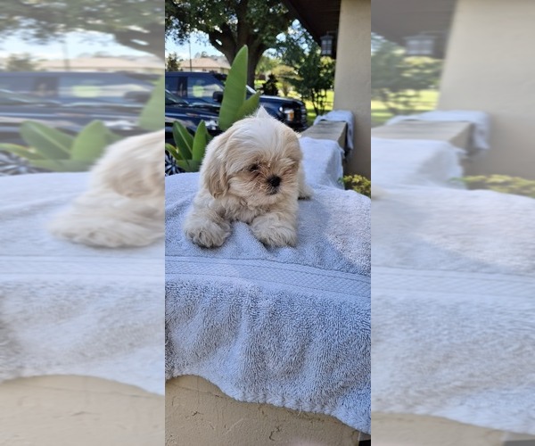 Medium Photo #2 Shih Tzu Puppy For Sale in LAKELAND, FL, USA
