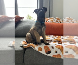 Belgian Malinois Puppy for sale in BAKERSFIELD, CA, USA