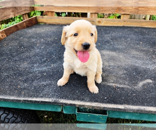 Medium Photo #3 Golden Retriever Puppy For Sale in LEON, KS, USA