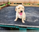 Small #2 Golden Retriever