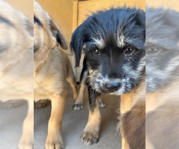 Medium Photo #1 Mutt Puppy For Sale in Oklahoma City, OK, USA