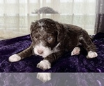 Small #12 Miniature Australian Shepherd-Miniature Bernedoodle Mix