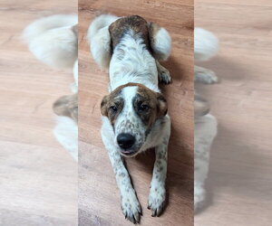 Great Pyrenees-Unknown Mix Dogs for adoption in Boston, MA, USA