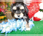 Small Photo #7 Havanese Puppy For Sale in HAMMOND, IN, USA