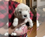 Puppy 5 Great Pyrenees-Maremma Sheepdog Mix