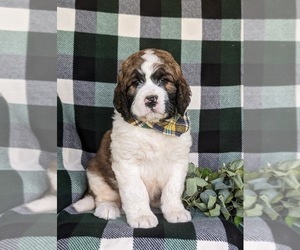 Saint Berdoodle Puppy for Sale in OXFORD, Pennsylvania USA