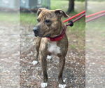 Small #3 American Pit Bull Terrier Mix