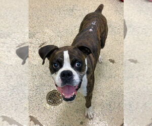 Boxer Dogs for adoption in Austin, TX, USA