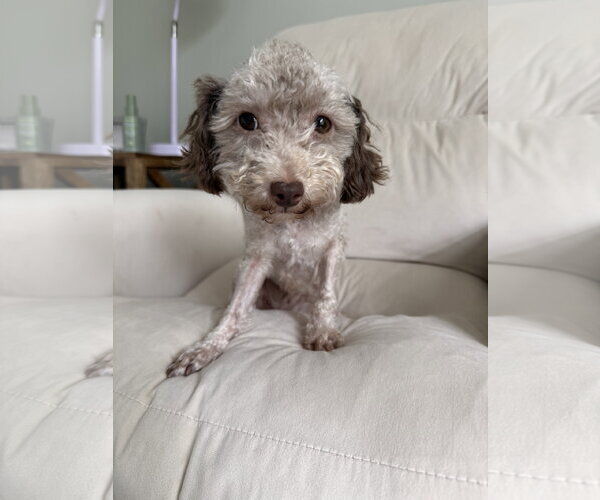 Medium Photo #2 Poodle (Miniature) Puppy For Sale in Holly Springs, NC, USA