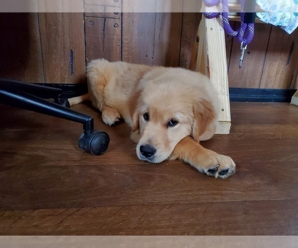 Medium Photo #8 Golden Retriever Puppy For Sale in PEYTON, CO, USA