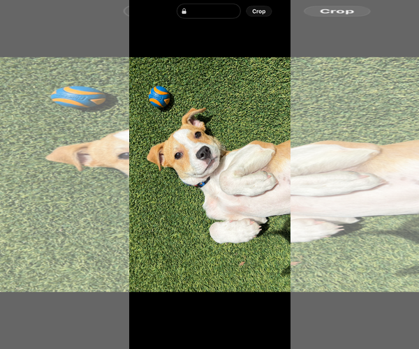 Medium Photo #2 American Pit Bull Terrier-Unknown Mix Puppy For Sale in Berkeley, CA, USA