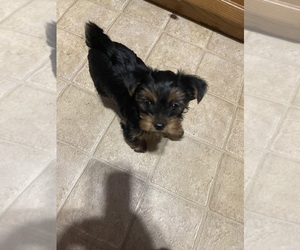 Yorkshire Terrier Puppy for sale in SPOKANE VALLEY, WA, USA