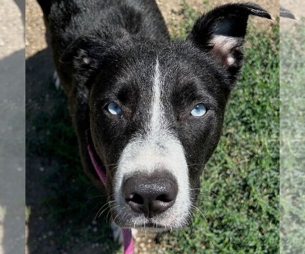 Medium Photo #1 Catahoula Leopard Dog-Unknown Mix Puppy For Sale in Jefferson, WI, USA