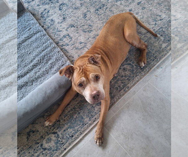 Medium Photo #4 American Pit Bull Terrier-American Staffordshire Terrier Mix Puppy For Sale in Chester, VA, USA