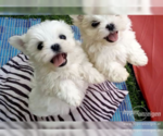 Small Photo #5 Maltese Puppy For Sale in CLERMONT, FL, USA